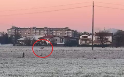 Avvistato un lupo lungo il Molgora nei campi tra Bussero e Gorgonzola VIDEO