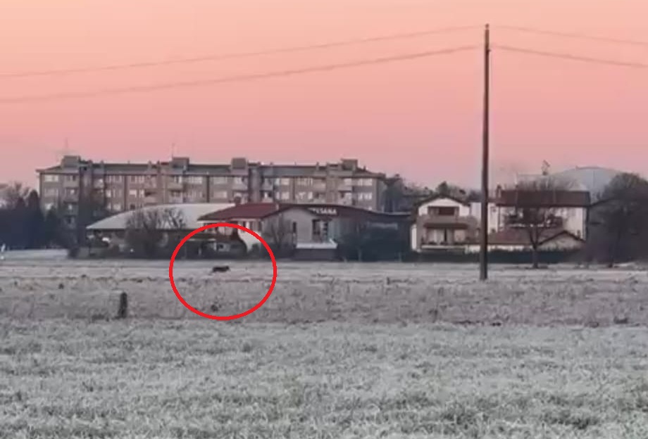 Avvistato un lupo lungo il Molgora nei campi tra Bussero e Gorgonzola VIDEO