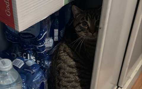 Gatto smarrito si rifugia nel cineteatro: appello per trovare i padroni