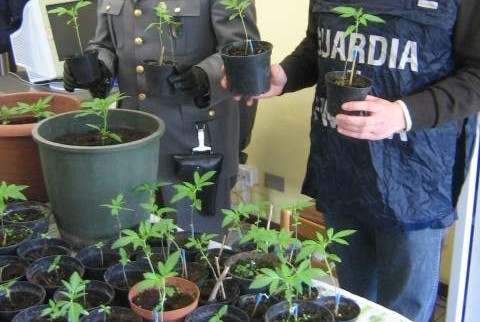Giovane ingegnere “col pollice verde”: in casa aveva una serra piena di piante di marijuana