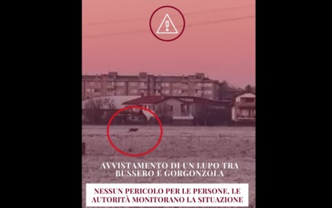 Avvistamento di un lupo, le raccomandazioni del Comune ai cittadini: “Tenete i cani al guinzaglio”