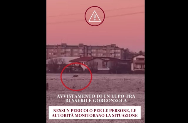 Avvistamento di un lupo, le raccomandazioni del Comune ai cittadini: “Tenete i cani al guinzaglio”