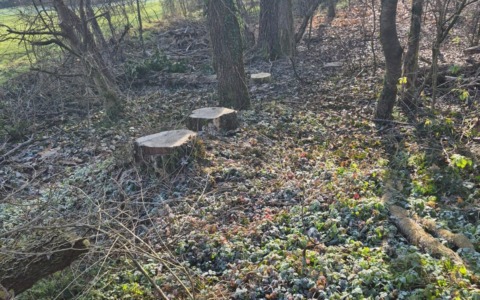 “Al Bosco del Fontanone abbattimenti eccessivi, danneggiati gli habitat naturali”