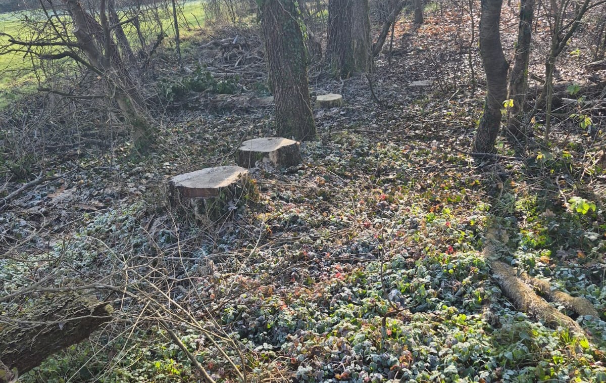“Al Bosco del Fontanone abbattimenti eccessivi, danneggiati gli habitat naturali”