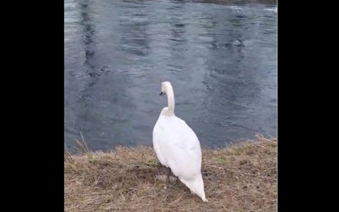 Cigno salvato il 31 dicembre torna a nuotare nelle acque del Muzza