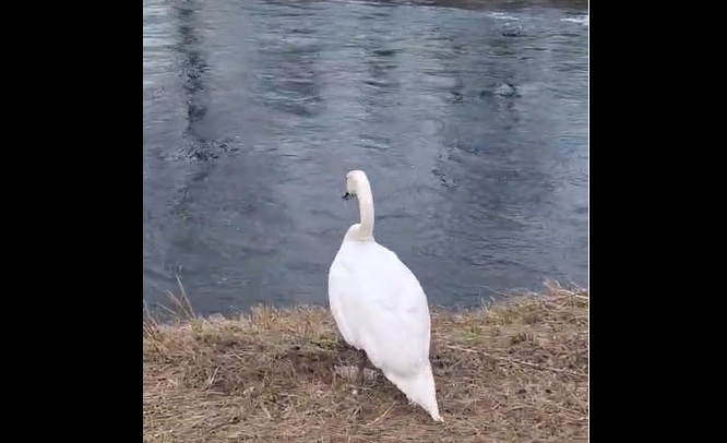 Cigno salvato il 31 dicembre torna a nuotare nelle acque del Muzza