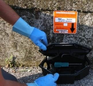 Topi nella scuola materna: fatta la derattizzazione, ma l’opposizione chiede un sopralluogo di Ats