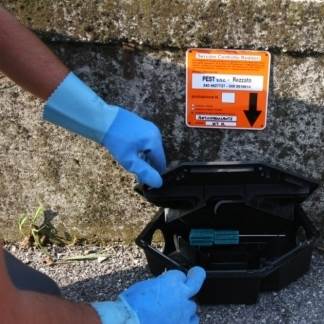 Topi nella scuola materna: fatta la derattizzazione, ma l’opposizione chiede un sopralluogo di Ats