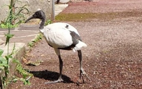 Il “caso” dell’ibis sacro: conferenza all’Oasi Le Foppe