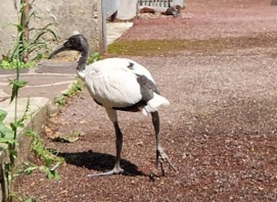 Il “caso” dell’ibis sacro: conferenza all’Oasi Le Foppe