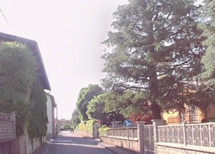 Potatura piante, senso unico alternato in via Montegrappa