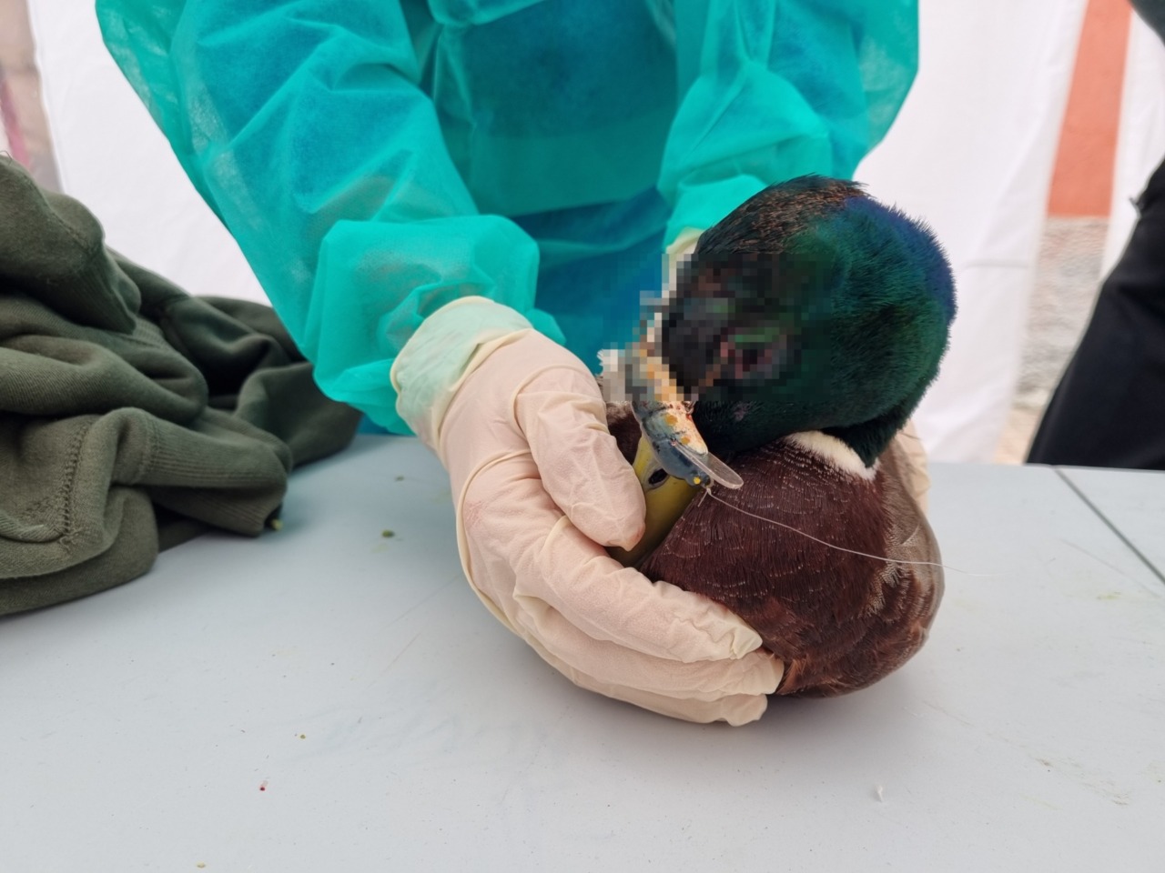 Negligenza killer lungo il Naviglio: germano reale ucciso da una lenza abbandonata