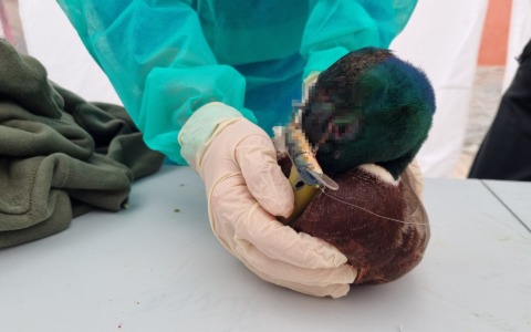 Negligenza killer lungo il Naviglio: germano reale ucciso da una lenza abbandonata