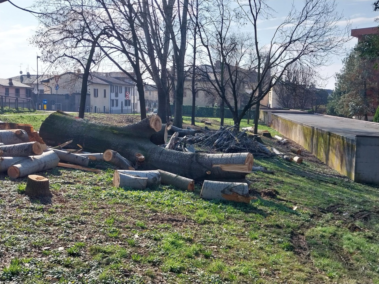 Alberi abbattuti, l’ex sindaco porterà la questione in aula