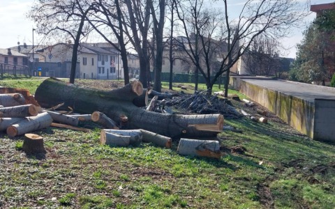 Alberi abbattuti, l’ex sindaco porterà la questione in aula