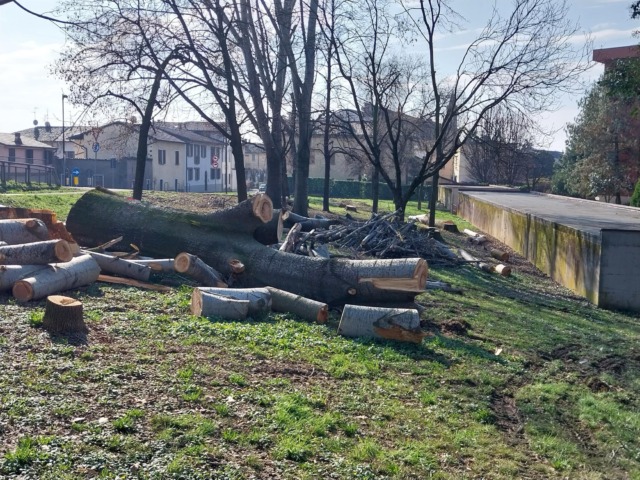 Alberi abbattuti, l’ex sindaco porterà la questione in aula