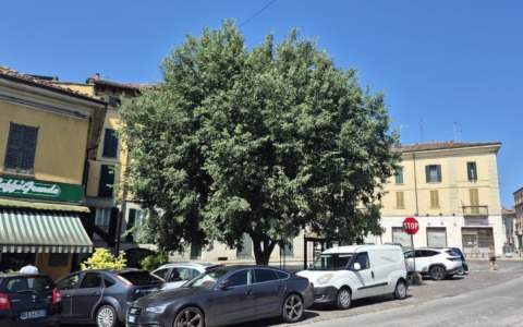 Variante in corso d’opera per salvare il bagolaro