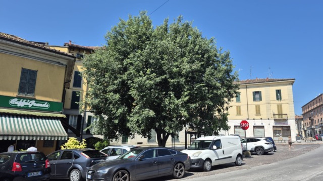 Variante in corso d’opera per salvare il bagolaro
