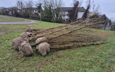 Cernusco sul Naviglio ci riprova: piantati per la terza volta i pioppi del Cannocchiale