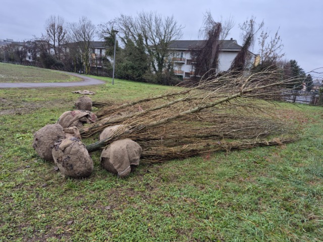 Cernusco sul Naviglio ci riprova: piantati per la terza volta i pioppi del Cannocchiale
