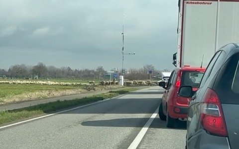 Tutti in coda per colpa… di asini e pecore. La bellezza dell’Adda Martesana