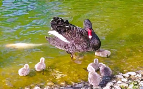 Fiocchi rosa e azzurri nel Laghetto dei Cigni di Milano 2: nata una cucciolata di pulcini