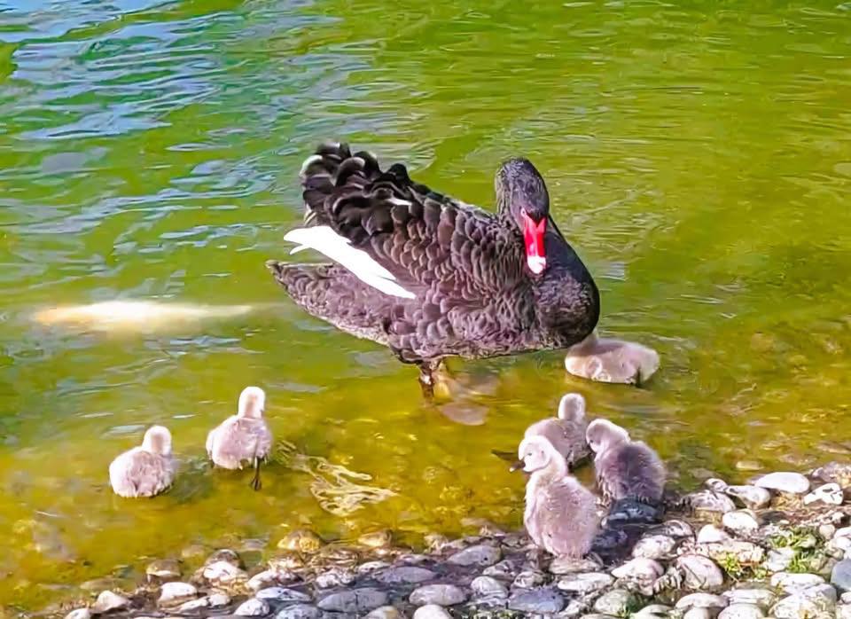 Fiocchi rosa e azzurri nel Laghetto dei Cigni di Milano 2: nata una cucciolata di pulcini