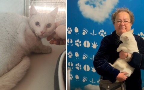 La storia del gatto “giramondo” ritrovato a 60 chilometri da casa