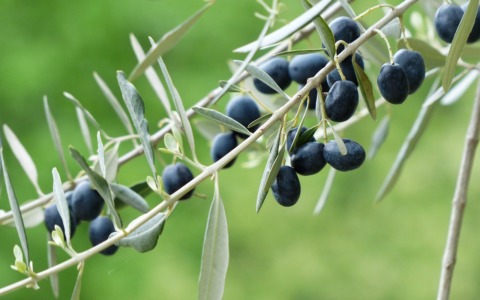 Segrate sostiene la popolazione in Cisgiordania: in arrivo l’incontro sulla resistenza non violenta