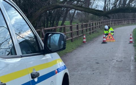 Albero caduto blocca la strada, subito pronti i volontari della Protezione civile di Vignate