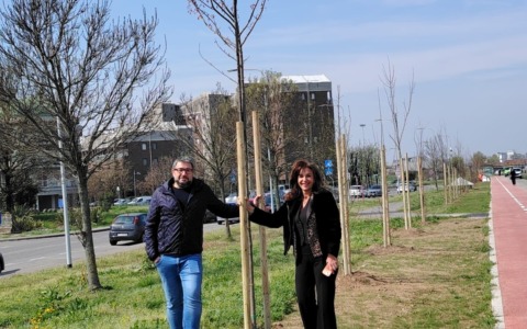 A Pioltello arrivano 500 nuovi alberi e un bando per altri 4mila