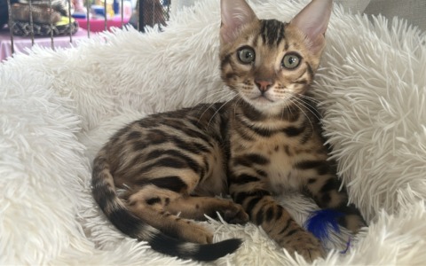 L’invasione delle fusa: al Milano Cat show 2026 trionfa l’eleganza felina