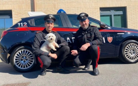 Cagnolina si perde, vaga smarrita in mezzo alla strada rischia di essere investita. Salvata dai Carabinieri