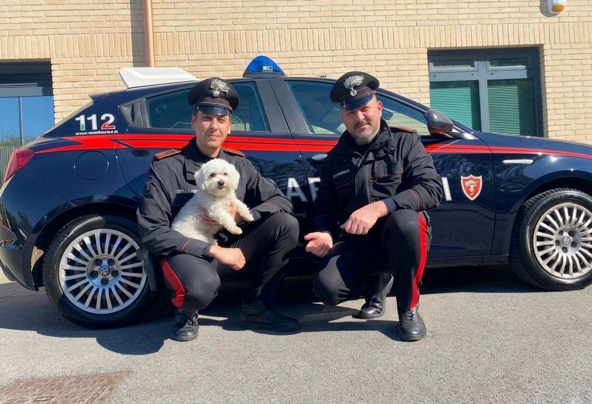 Cagnolina si perde, vaga smarrita in mezzo alla strada rischia di essere investita. Salvata dai Carabinieri