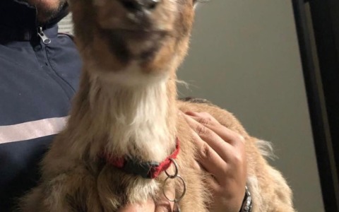 Capretta “ospitata” al comando della Polizia Locale