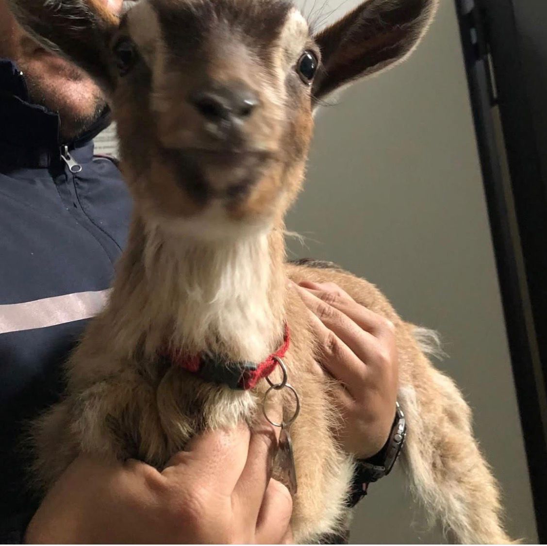 Capretta “ospitata” al comando della Polizia Locale