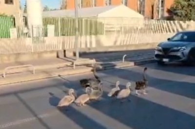 Cigni neri a spasso in mezzo alla strada: salvati e “liberati” all’Idroscalo