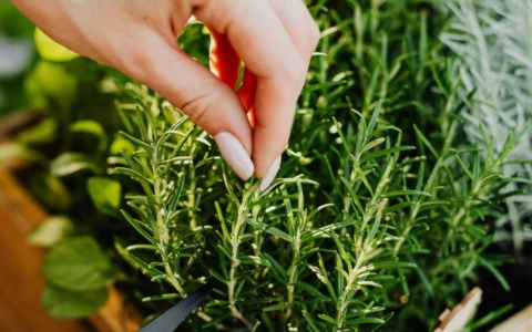 Dal folletto Naturello ai banchi di scuola: aromatiche sotto la lente di “Coltiviamo”