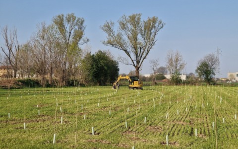 Un nuovo bosco urbano a Gorgonzola con la messa a dimora di 1.257 piante