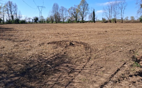 Arrivano 2.223 nuovi alberi, ma si spostano per colpa di possibili ritrovamenti di epoca romana