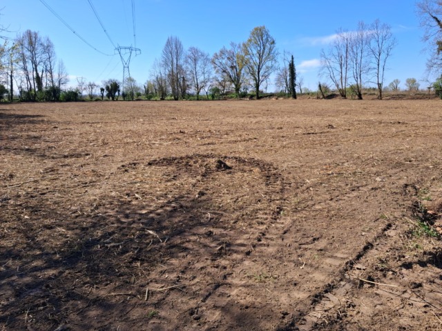 Arrivano 2.223 nuovi alberi, ma si spostano per colpa di possibili ritrovamenti di epoca romana