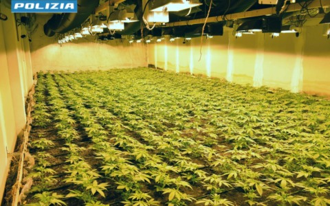 Il “corriere” della droga: in un capannone coltivava quasi duemila piante di canapa