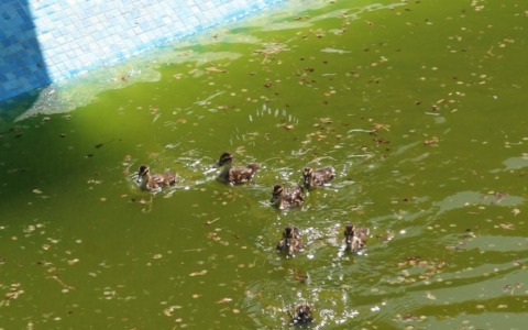 Mamma anatra e anatroccoli avevano preso casa… in piscina: salvati e riportati in natura