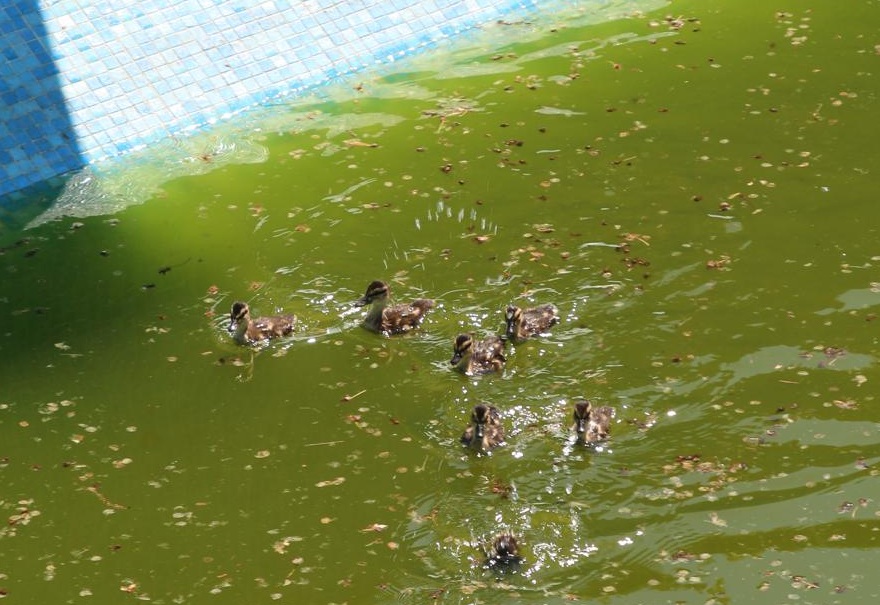 Mamma anatra e anatroccoli avevano preso casa… in piscina: salvati e riportati in natura