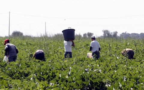 Immigrazione clandestina e caporalato: sgominata organizzazione attiva nelle campagne milanesi