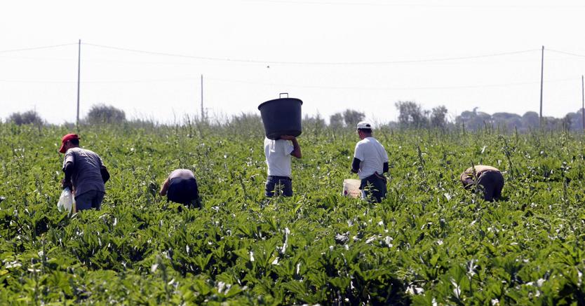 Immigrazione clandestina e caporalato: sgominata organizzazione attiva nelle campagne milanesi