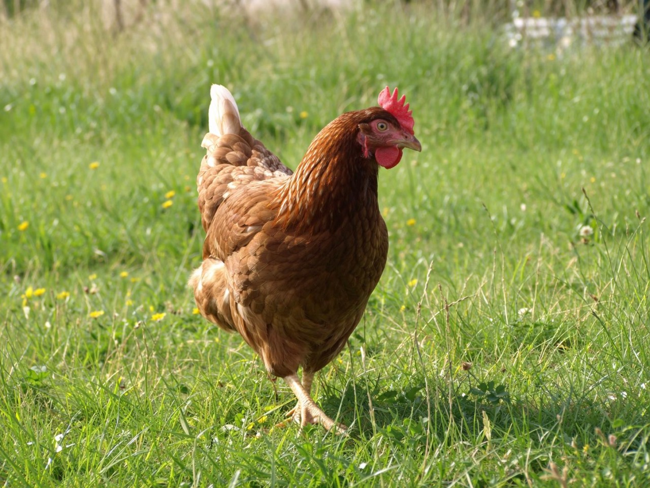 Gli amanti degli animali che adottano anche galline e quaglie in cerca di una casa