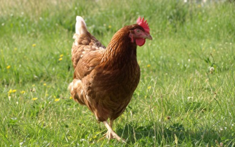 Gli amanti degli animali che adottano anche galline e quaglie in cerca di una casa