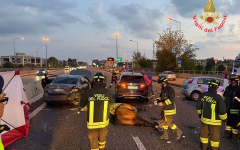 Cavalli scappano da un maneggio e provocano un incidente: un animale è morto, tre persone ferite