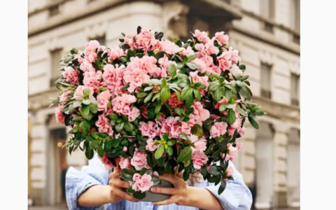 L’Azalea della ricerca di Fondazione Airc: in piazza domenica 10 maggio per la festa della mamma